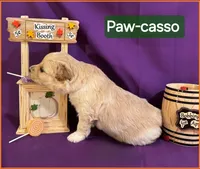 Paw-casso  - Doodle - Sammypoo Samoyed Poodle, a male Samoyed and Poodle - Toy  for sale in Centerville, UT – 3 of 4