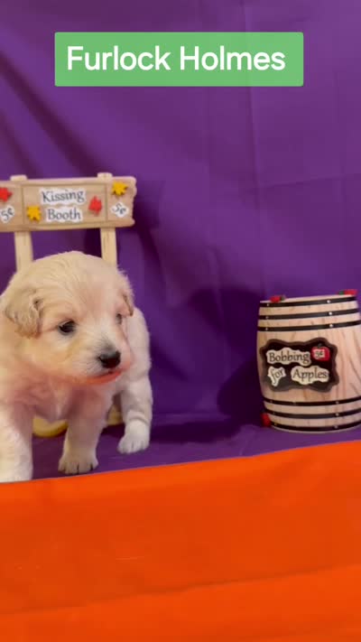 Furlock Holmes  - Doodle - Sammypoo Samoyed Poodle, a male Samoyed and Poodle - Toy  for sale in Centerville, UT – 3 of 3