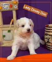 Lady Dovey Doo - Doodle - Sammypoo Samoyed Poodle, a female Samoyed and Poodle - Toy  for sale in Centerville, UT – 2 of 4