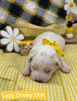 Lady Dovey Doo - Doodle - Sammypoo, a female Samoyed and Poodle - Toy  for sale in Centerville, UT – 2 of 3