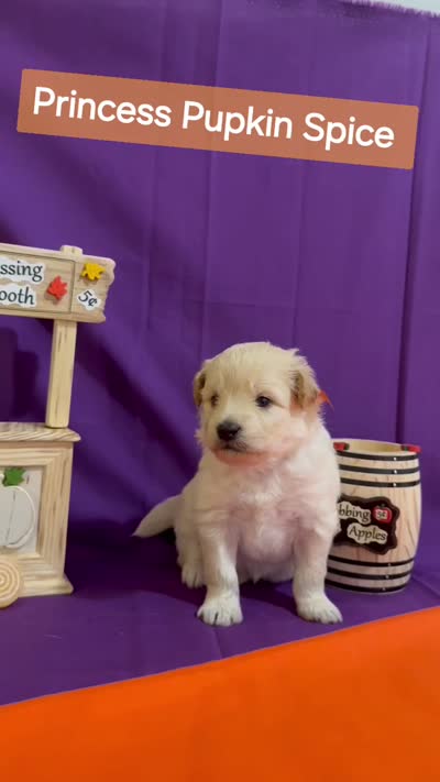 Princess Pupkin Spice  - Doodle - Sammypoo - Samoyed Poodle, a female Samoyed and Poodle - Toy  for sale in Centerville, UT – 4 of 4