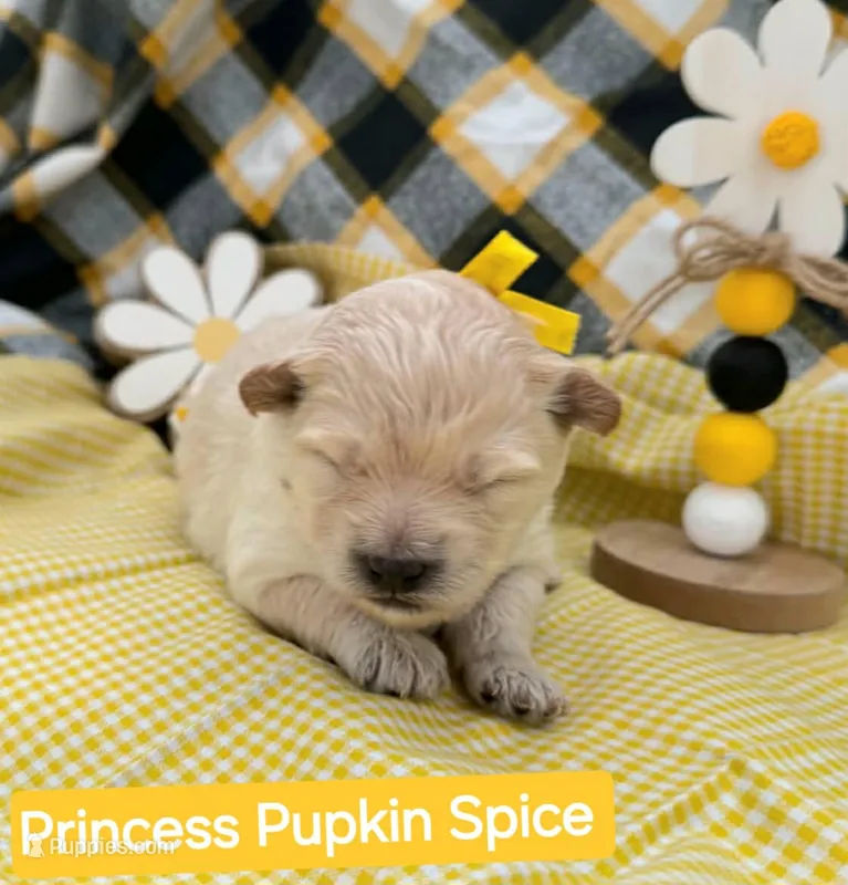 Princess Pupkin Spice  - Doodle - Sammypoo – Samoyed, Poodle - Toy  puppy for sale in Centerville, UT
