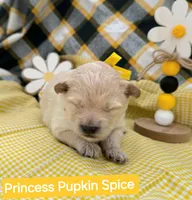 Princess Pupkin Spice  - Doodle - Sammypoo, a female Samoyed and Poodle - Toy  for sale in Centerville, UT – 1 of 3