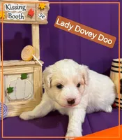 Lady Dovey Doo - Doodle - Sammypoo Samoyed Poodle, a female Samoyed and Poodle - Toy  for sale in Centerville, UT – 3 of 4