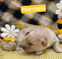 Paw-casso  - Doodle - Sammypoo, a male Samoyed and Poodle - Toy  for sale in Centerville, UT – 2 of 3