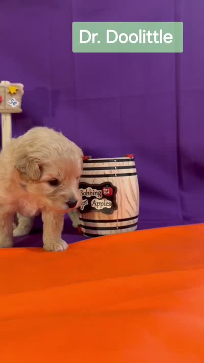 Dr. Doolittle  - Doodle - Sammypoo Samoyed Poodle, a male Samoyed and Poodle - Toy  for sale in Centerville, UT – 3 of 3
