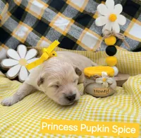 Princess Pupkin Spice  - Doodle - Sammypoo, a female Samoyed and Poodle - Toy  for sale in Centerville, UT – 2 of 3