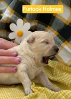 Furlock Holmes  - Doodle - Sammypoo, a male Samoyed and Poodle - Toy  for sale in Centerville, UT – 1 of 2