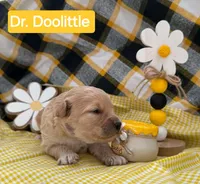 Dr. Doolittle  - Doodle - Sammypoo, a male Samoyed and Poodle - Toy  for sale in Centerville, UT – 2 of 3