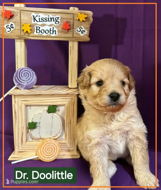 Dr. Doolittle  - Doodle - Sammypoo Samoyed Poodle – Samoyed, Poodle - Toy  puppy for sale in Centerville, UT