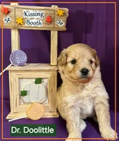 Dr. Doolittle  - Doodle - Sammypoo Samoyed Poodle, a male Samoyed and Poodle - Toy  for sale in Centerville, UT – 1 of 3