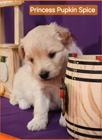 Princess Pupkin Spice  - Doodle - Sammypoo - Samoyed Poodle, a female Samoyed and Poodle - Toy  for sale in Centerville, UT – 1 of 4