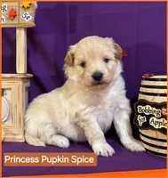 Princess Pupkin Spice  - Doodle - Sammypoo - Samoyed Poodle, a female Samoyed and Poodle - Toy  for sale in Centerville, UT – 2 of 4