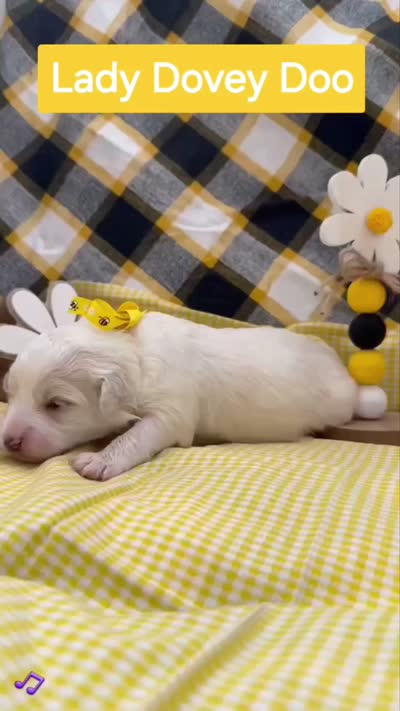 Lady Dovey Doo - Doodle - Sammypoo, a female Samoyed and Poodle - Toy  for sale in Centerville, UT – 3 of 3