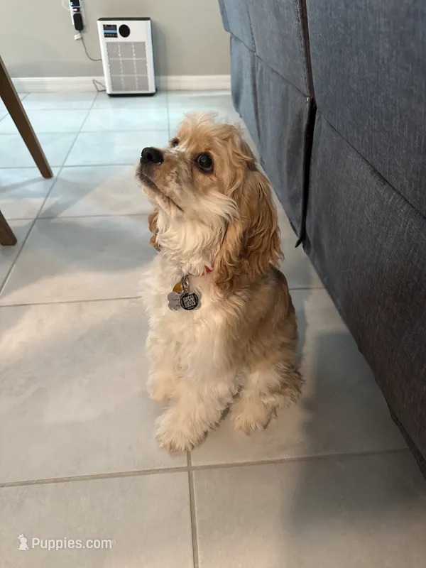 Honey – Cocker Spaniel puppy for sale in Sun City Center, FL