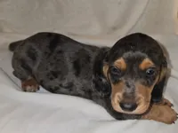  Micro Miniature dapple Dude, a male Miniature Dachshund for sale in Redlands, CA – 1 of 4