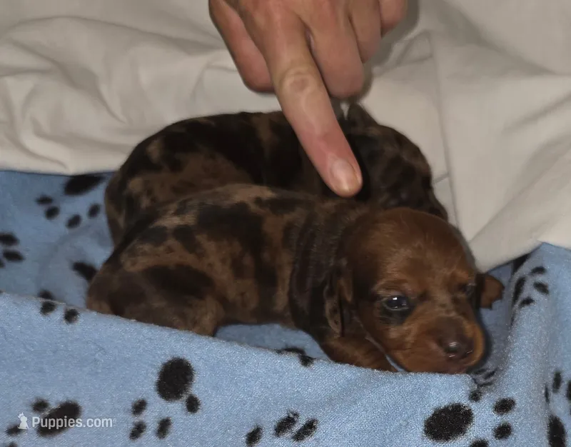 Lil Bandit – Miniature Dachshund puppy for sale in Redlands, CA