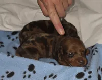 Lil Bandit, a male Miniature Dachshund for sale in Redlands, CA – 1 of 1