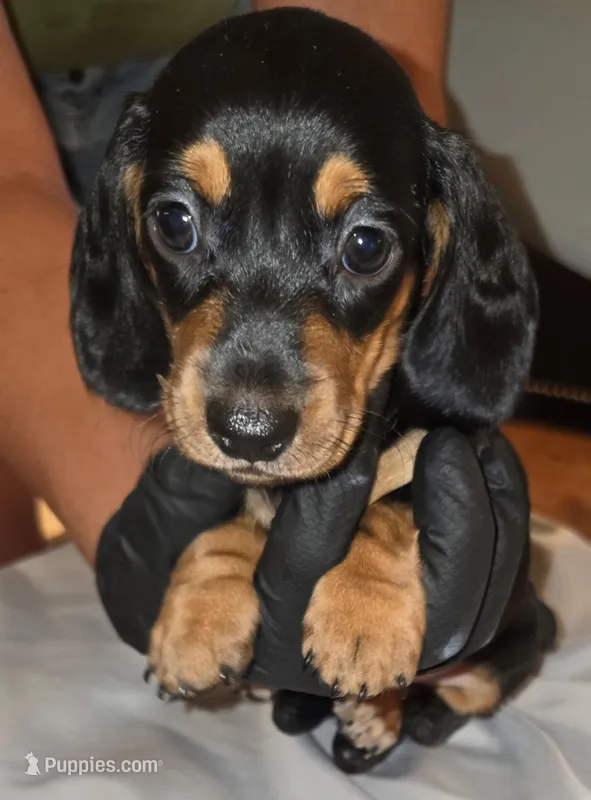 Lil Bandit – Miniature Dachshund puppy for sale in Redlands, CA
