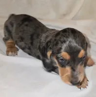  Micro Miniature dapple Dude, a male Miniature Dachshund for sale in Redlands, CA – 2 of 4