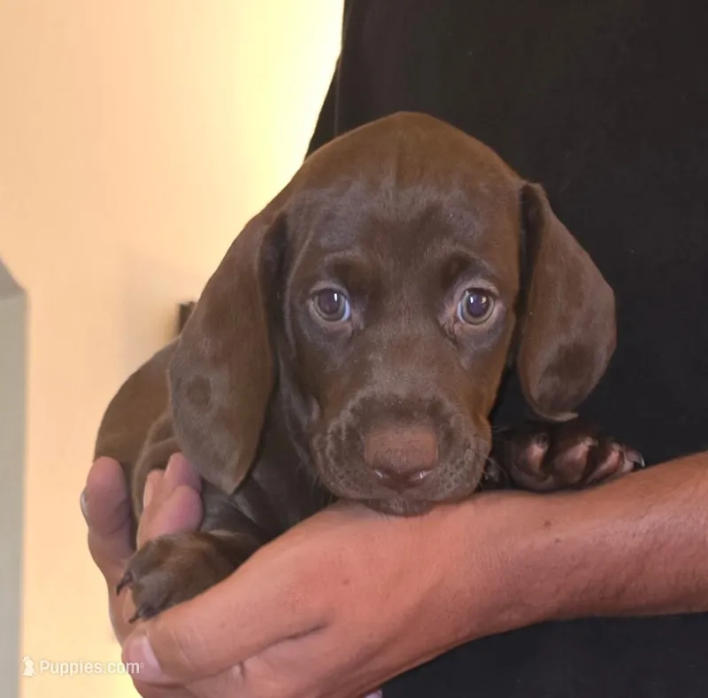 Parents AKC .Chocolate Chip – Miniature Dachshund puppy for sale in Redlands, CA