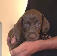 Parents AKC .Chocolate Chip, a male Miniature Dachshund for sale in Redlands, CA – 1 of 2