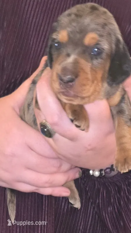 Lil Dapple Lovey  – Miniature Dachshund puppy for sale in Redlands, CA