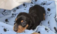 Micro Miniature dapple Dude, a male Miniature Dachshund for sale in Redlands, CA – 1 of 1