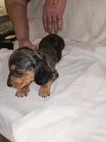  Micro Miniature dapple Dude, a male Miniature Dachshund for sale in Redlands, CA – 4 of 4