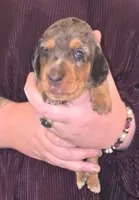 Lil Dapple Lovey , a female Miniature Dachshund for sale in Redlands, CA – 2 of 3