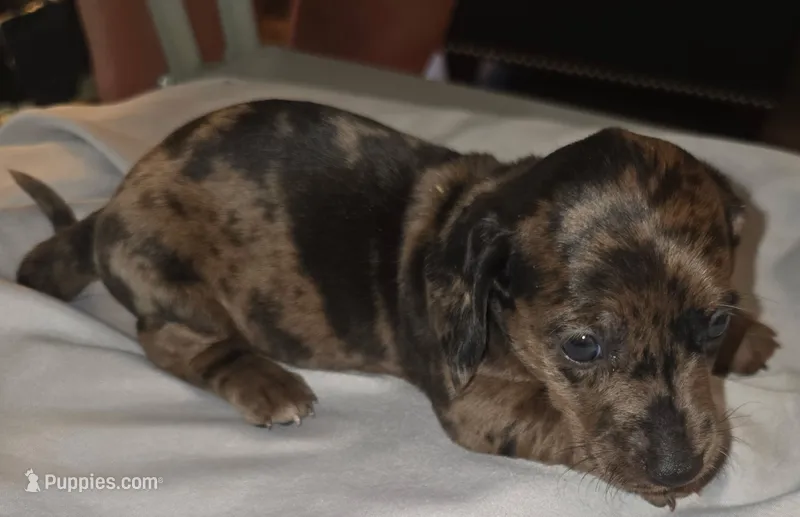  Micro Miniature dapple Dude – Miniature Dachshund puppy for sale in Redlands, CA