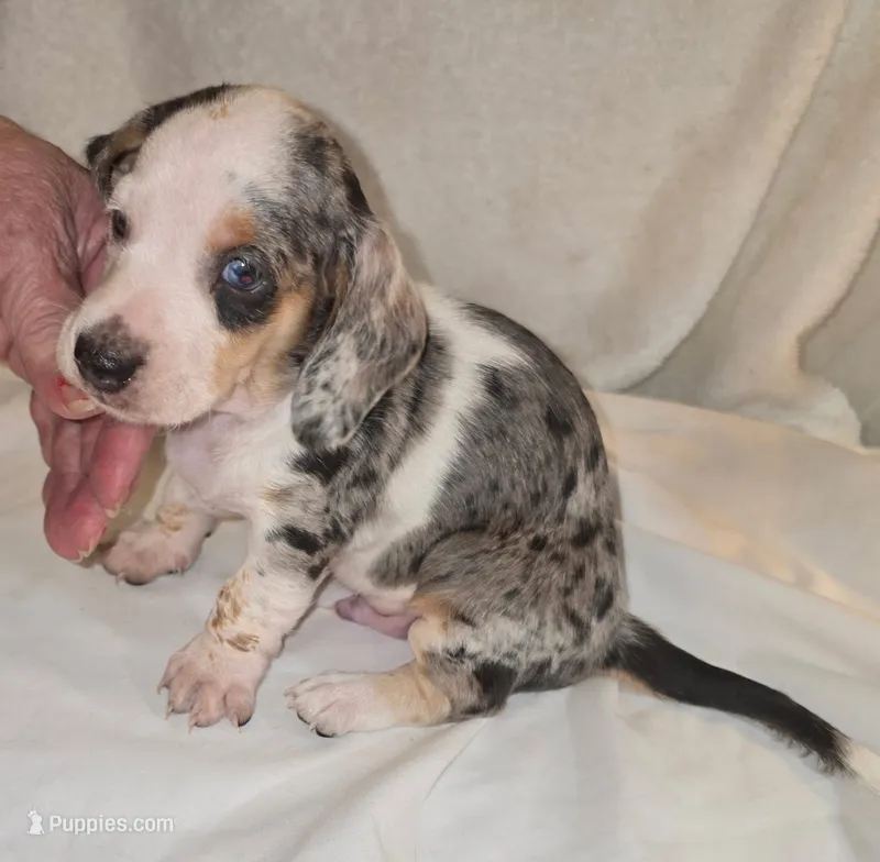 Flashy Pied Harly.  – Miniature Dachshund puppy for sale in Redlands, CA