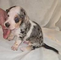 Flashy Pied Harly. , a male Miniature Dachshund for sale in Redlands, CA – 1 of 1