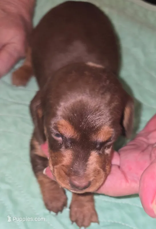Darlin g blu eyed  Dotty – Miniature Dachshund puppy for sale in Redlands, CA