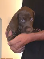 Parents AKC .Chocolate Chip, a male Miniature Dachshund for sale in Redlands, CA – 2 of 2