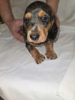  Micro Miniature dapple Dude, a male Miniature Dachshund for sale in Redlands, CA – 3 of 4
