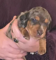 Lil Dapple Lovey , a female Miniature Dachshund for sale in Redlands, CA – 3 of 3