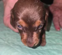 Darlin g blu eyed  Dotty, a female Miniature Dachshund for sale in Redlands, CA – 2 of 2