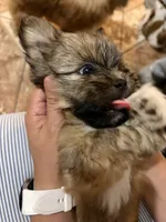 Mochi , a male Shih Tzu and Shiranian for sale in Riverside, CA – 3 of 10