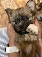Mochi , a male Shih Tzu and Shiranian for sale in Riverside, CA – 10 of 10