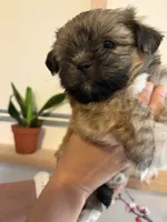 Mochi , a male Shih Tzu and Shiranian for sale in Riverside, CA – 9 of 10