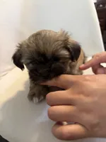 Mochi , a male Shih Tzu and Shiranian for sale in Riverside, CA – 2 of 10