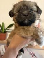Mochi , a male Shih Tzu and Shiranian for sale in Riverside, CA – 6 of 10