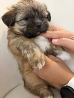Mochi , a male Shih Tzu and Shiranian for sale in Riverside, CA – 5 of 10