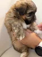 Mochi , a male Shih Tzu and Shiranian for sale in Riverside, CA – 7 of 10