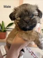 Mochi , a male Shih Tzu and Shiranian for sale in Riverside, CA – 1 of 10