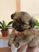 Mochi , a male Shih Tzu and Shiranian for sale in Riverside, CA – 8 of 10