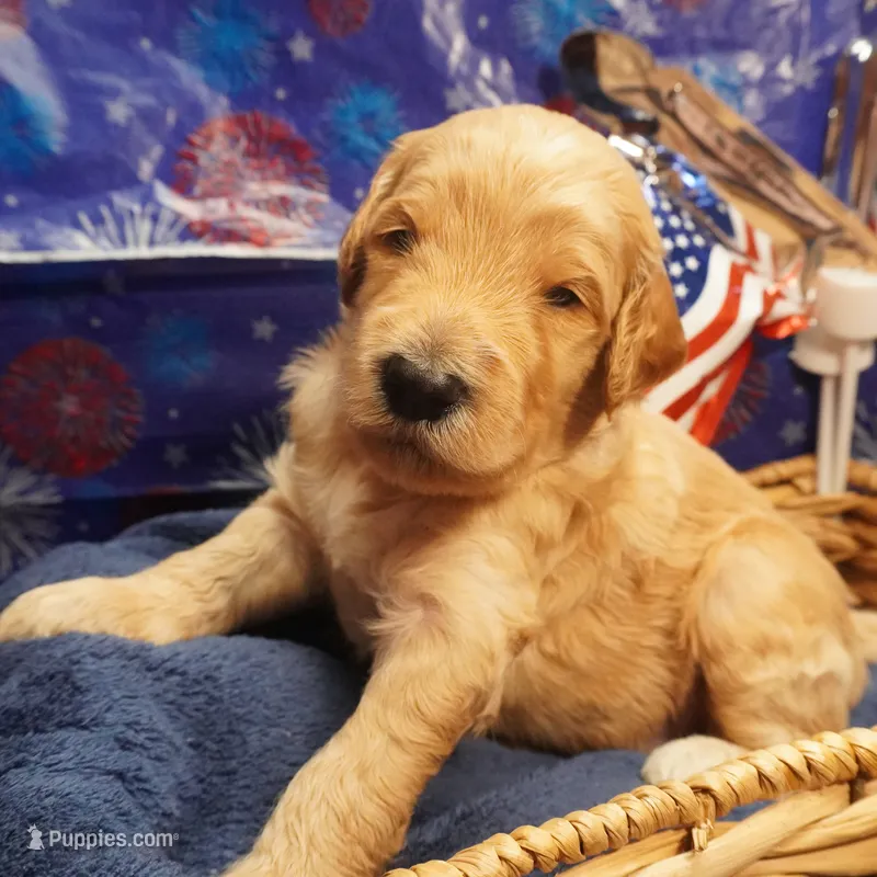 Mikey – Goldendoodle puppy for sale in Dunnellon, FL