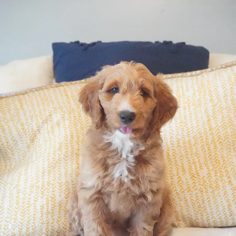 Roxie – Goldendoodle puppy for sale in Dunnellon, FL