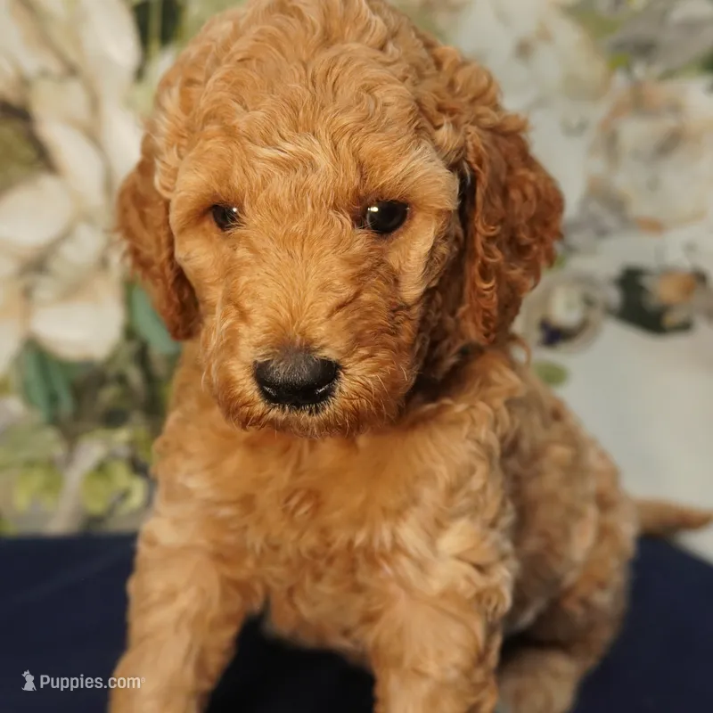 Minnie – Goldendoodle puppy for sale in Dunnellon, FL